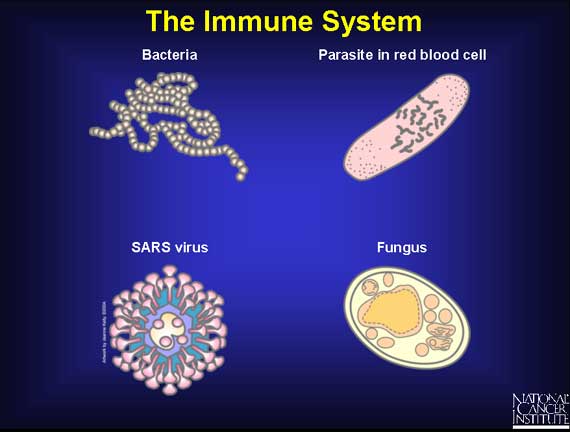 The Immune System