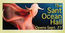 The Sant Ocean Hall opens Sept. 27. Image: Glowing-sucker Octopod (Stauroteuthis syrtensis). Photo courtesy of David Shale.