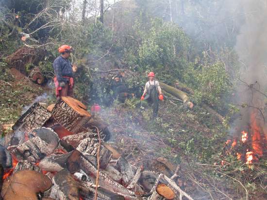 Sudden Oak Death eradication near Brookings on the southern Oregon coast; photo by Oregon Department of Forestry