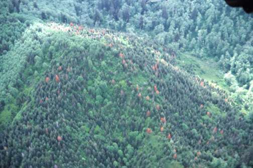 Tree mortality caused by black bear in young Douglas-fir