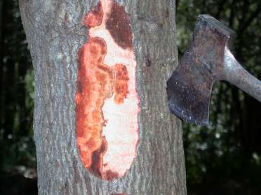 Stem lesion on tanoak; photo by Oregon Department of Forestry