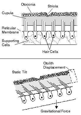 Illustration of the flow of fluid in the ear, which in turn causes displacement of the top portion of the hair cells that are embedded in the jelly-like cupula. Also shows the utricle and saccule-otolithic organs that are responsible for detecting linear acceleration, or movement in a straight line.