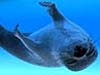 Picture of a harp seal swimming upside down in a deep blue ocean