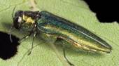 An adult emerald ash borer; photo by David Cappaert, www.forestryimages.org