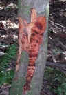 A Sudden Oak Death canker girdling a young tanoak in southwest Oregon; photo by Oregon Department of Agriculture