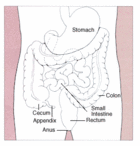Diagram of digestive tract with colon and rectum identified. - Click to enlarge in new window.