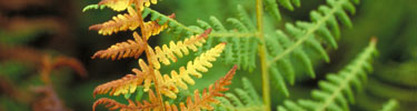 An up-close look at a fern displays its intricate detail.
