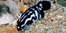 The lineal white markings on this spotted skunk run both horizontal and vertical.