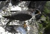 Male falcon leaving the nest scrape