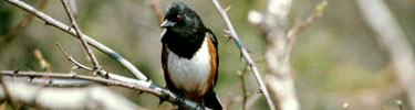 An eastern towhee perches on a branch.