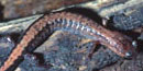 The Shenandoah salamander is long and slender with two color phases: all dark or with a narrow red stripe.(