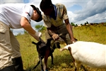 GETTING YOUR GOATS - Click for high resolution Photo