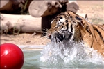 TIGER PLAY - Click for high resolution Photo