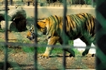 U.S. DONATES TIGERS  - Click for high resolution Photo