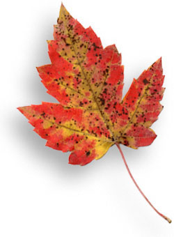 A maple leaf with brilliant shades of yellows and oranges.