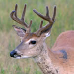 A white-tailed deer displays its antlers in the Big Meadows area.