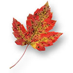 A maple leaf displays vivid oranges and yellows.