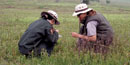 Two National Park Service biologists study vegetation in Big Meadows in Shenandoah National Park.