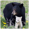 A photograph of a mama bear and white cub amidst yellow wildflowers.