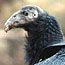 California Condor Chick