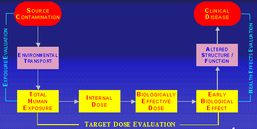 diagram of a continuum, going from environmental
contamination, to people being exposed, to some biological effect, to clinical disease> 
</font></font></td>
</tr>
<tr>
<td>
<font face="Helvetica, Arial,sans-serif">
Slide 5<br>
<font face="Helvetica, Arial,sans-serif" size=+1>
<center>Purpose of an Exposure Investigation
</center><br>
<font face="Helvetica, Arial,sans-serif" size=3>

To better characterize past, current, and possible future human exposures to hazardous 
substances in the environment.


</font></font></font></td>
</tr>
<tr>
<td>
<font face="Helvetica, Arial,sans-serif">
Slide 6<br>
<font face="Helvetica, Arial,sans-serif" size=+1>
<center>Exposure Investigation: Data Gathering<br>

</center>
<font face="Helvetica, Arial,sans-serif" size=3>
<ul>
<li>Environmental samples</li>
<li>Biomarkers</li>
<li>Exposure-dose reconstruction</li>
</ul>
</font></font></font></td>
</tr>
<tr>
<td>
<font face="Helvetica, Arial,sans-serif">
Slide 7<br>
<font face="Helvetica, Arial,sans-serif" size=+1>
<center>Arsenic Biomarkers:  Blood<br>
</center>
<font face="Helvetica, Arial,sans-serif" size=3>
<ul>
<li>Quantifies the absorbed Arsenic</li>
<li>Clears within a few hours</li>
<li>Not useful for low-level exposure</li>
</ul>
</font></font></font></td>
</tr>

<tr>
<td>
<font face="Helvetica, Arial, sans-serif">
slide 8<br>
<font face="Helvetica, Arial, sans-serif" size=+1>
<center>Arsenic Biomarkers:  Urine <br> </center>
<font face="Helvetica, Arial,sans-serif" size=3>
<ul>
<li>Good marker of recent exposure
<ul><li>(3-4 days)</li></ul></li>
<li>Includes both inorganic and organic forms</li>
<li>Reference range available</li>
</ul>
</font></font></font></td>
</tr>


<tr>
<td>
<font face="Helvetica, Arial, sans-serif">
slide 9<br>
<font face="Helvetica, Arial, sans-serif" size=+1>
<center>Total Arsenic in Urine<br> </center>
<font face="Helvetica, Arial,sans-serif" size=3>
<ul>
<li>Inorganic As (As+3, As+5)</li>
<li>MMA (monomethylarsonic acid)</li>
<li>DMA  (dimethylarsenic acid)</li>
<li>Trimethylated forms 
<ul>
<li>Arsenobetaine</li>
<li>Arsenocholine</li>
</ul></ul>
</font></font></font></td>
</tr>

<tr>
<td>
<font face="Helvetica, Arial, sans-serif">
slide 10<br>
<font face="Helvetica, Arial, sans-serif" size=+1>
<center>Arsenic Biomarkers:  Hair
<br> </center>
<font face="Helvetica, Arial,sans-serif" size=3>
<ul>
<li>Measures several months of exposure</li>
<li>Collection is non-invasive</li>
</ul>
</font></font></font></td>
</tr>

<tr>
<td>
<font face="Helvetica, Arial, sans-serif">
slide 11<br>
<font face="Helvetica, Arial, sans-serif" size=+1>
<center>Limitations of Hair as Biomarker
<br> </center>
<font face="Helvetica, Arial,sans-serif" size=3>
<ul>
<li>Possibility of external contamination</li>
<li>Paucity of reference range data for unexposed populations</li>
</ul>
</font></font></font></td>
</tr>


<tr>
<td>
<font face="Helvetica, Arial, sans-serif">
slide 12<br>
<font face="Helvetica, Arial, sans-serif" size=+1>
<center>Playground Arsenic Levels
<br> </center>
<font face="Helvetica, Arial,sans-serif" size=3>
<ul>
<li>Soil arsenic levels 
<ul><li>Average 57 ppm</li>
<li>Highest level 498 ppm</li></ul>
<li>Children immediately relocated to another area of the campus</li>
</ul>
</font></font></font></td>
</tr>


<tr>
<td>
<font face="Helvetica, Arial, sans-serif">
slide 13<br>
<font face="Helvetica, Arial, sans-serif" size=+1>
<center>Playground Characteristics	
<br> </center>
<font face="Helvetica, Arial,sans-serif" size=3>
<ul>
<li>Covered with 2 inches of mulch or grass in some areas</li>
<li>Playground is periodically remulched</li>
</ul>
</font></font></font></td>
</tr>


<tr>
<td>
<font face="Helvetica, Arial, sans-serif">
slide 14<br>
<font face="Helvetica, Arial, sans-serif" size=+1>
<center>Target Population	
<br> </center>
<font face="Helvetica, Arial,sans-serif" size=3>
<ul>
<li>Daycare roster:
<ul><li>28 children</li>
<li>4 adult staff</li></ul>
<li>Length of time at daycare: 
<ul><li>~50% present: < 7 months</li>
<li>~50% present: > 1 year</li></ul>
</li>
</ul>
</font></font></font></td>
</tr>

<tr>
<td>
<font face="Helvetica, Arial, sans-serif">
slide 15<br>
<font face="Helvetica, Arial, sans-serif" size=+1>
<center>Other Sources of Arsenic 	
<br> </center>
<font face="Helvetica, Arial,sans-serif" size=3>
<ul>
<li>Wood preservatives</li>
<li>Pesticides</li>
<li>Arsenic containing herbal medicines</li>
<li>Parental occupational exposure</li>
<li>Hobbies</li>
<li>Consumption of seafood</li>
<li>Pica (soil eating) behavior</li>
</ul>
</font></font></font></td>
</tr>

<tr>
<td>
<font face="Helvetica, Arial, sans-serif">
slide 16<br>
<font face="Helvetica, Arial, sans-serif" size=+1>
<center>Results	
<br> </center>
<font face="Helvetica, Arial,sans-serif" size=3>
<ul>
<li>Hair samples for arsenic:</li>
<li>24/ 32 hair samples :  not detected</li>
<li>8 / 32 hair samples: detected </li>
<li>8 Arsenic detected hair samples ranged 
from 0.10 ppm to 0.14 ppm</li>
</ul>
</font></font></font></td>
</tr>

<tr>
<td>
<font face="Helvetica, Arial, sans-serif">
slide 17<br>
<font face="Helvetica, Arial, sans-serif" size=+1>
<center>Background Hair Arsenic Levels
<br> </center>
<font face="Helvetica, Arial,sans-serif" size=3>
<ul>
<li>Textbooks: < 1 ppm</li>
<li>National Research Council:  0.2 ppm</li>
<li>NCEH:  95th percentile: 0.28 ppm</li>
</ul>
</font></font></font></td>
</tr>


<tr>
<td>
<font face="Helvetica, Arial, sans-serif">
slide 18<br>
<font face="Helvetica, Arial, sans-serif" size=+1>
<center>Conclusion
<br> </center>
<font face="Helvetica, Arial,sans-serif" size=3>
<ul>
<li>Hair arsenic levels were not elevated in the 32 participants of this exposure 
investigation</li>
<li>Therefore, no unusual exposure to arsenic was found in the participants at the 
Child Daycare Center
</li>
</ul>
</font></font></font></td>
</tr>

<tr>
<td>
<font face="Helvetica, Arial, sans-serif">
slide 19<br>
<font face="Helvetica, Arial, sans-serif" size=+1>
<center>Speciated Urine Arsenic (µg/L)(Kalman, 1990)
<br><br>
<font face="Helvetica, Arial,sans-serif" size=3>
<table border=1 cellpadding=5>
<tr align=middle><td>
Age Group<br>
(boys)
</td>
<td>Rushton</td>
<td>Control</td>
</tr>
<tr align=middle>
<td>0-6 years</td>
<td>65</td>
<td>11</td>
</tr>
<tr align=middle>
<td>7-13 years</td>
<td>30</td>
<td>13</td>
</tr>
<tr align=middle>
<td>14-20 years</td>
<td>10</td>
<td>9</td>
</tr>
<tr align=middle>
<td>Mean As soil conc</td>
<td>353 ppm</td>
<td>7-57 ppm</td>
</tr>

</table>
</font></center></font></font></td>
</tr>

<tr>
<td>
<font face="Helvetica, Arial, sans-serif">
slide 20<br>
<font face="Helvetica, Arial, sans-serif" size=+1>
<center><a href="http://www.idealibrary.com/servlet/doi/10.1006/enrs.1996.3691">Hwang 1997</a>
<img src="/img/exit.gif" width="30" height="11">
<br> </center>
<font face="Helvetica, Arial,sans-serif" size=3>
<ul>
<li>Measured speciated urinary As in 300 children near smelter site</li>
<li>Average soil levels 121-236 ppm</li>
<li>Average urinary arsenic levels 8.6 µg/L</li>
</ul>
</font></font></font></td>
</tr>

<tr>
<td>
<font face="Helvetica, Arial, sans-serif">
slide 21<br>
<font face="Helvetica, Arial, sans-serif" size=+1>
<center><a href="http://www.atsdr.cdc.gov/HAC/pha/bird2/bla_basic.html">Panther Creek, 1998</a>
<br> </center>
<font face="Helvetica, Arial,sans-serif" size=3>
<ul>
<li>Mining site</li>
<li>Soil levels up to 3500 ppm</li>
<li>Urine samples tested for As
<ul><li>20/23 below detection levels</li>
<li>6-8 µg/g Cr As in samples where As detected</li>
</li>
</ul>
</font></font></font></td>
</tr>

<tr>
<td>
<font face="Helvetica, Arial, sans-serif">
slide 22<br>
<font face="Helvetica, Arial, sans-serif" size=+1>
<center><a href="http://www.atsdr.cdc.gov/HAC/pha/bird2/bla_basic.html">Panther Creek, ID</a>
<br> </center>
<font face="Helvetica, Arial,sans-serif" size=3>
<ul>
<li>
Hair analysis
<ul>
<li>26/36 below level of detection</li>
<li>7 had elevated hair levels
<ul>
<li>Urine levels not elevated</li>
<li>All were remediation workers</li>
<li>Likely due to external contamination</li>
</ul></li>
</li>
</ul>
</font></font></font></td>
</tr>

<tr>
<td>
<font face="Helvetica, Arial, sans-serif">
slide 23<br>
<font face="Helvetica, Arial, sans-serif" size=+1>
<center>Past studies of exposure to Arsenic in soil
<br> </center>
<font face="Helvetica, Arial,sans-serif" size=3>
<ul>
<li>At soil levels < 100 ppm, average urine arsenic is similar to background levels</li>
<li>At soil levels > 100 ppm, urinary levels may show exposure but are below levels 
associated with health effects</li>
</ul>
</font></font></font></td>
</tr>



</table>
</font></center><font face="Helvetica, Arial,sans-serif" size="+1">

<!--  Last Updated and Contact Information  -->
<HR>
<P ALIGN="center"><FONT SIZE="-1">
This page last updated on January 15, 2002
<BR> <BR>
Dana Abouelnasr / <A HREF="mailto:DAbouelnasr@cdc.gov">DAbouelnasr@cdc.gov</A>
</FONT></P>
<!--  End of Update and Contact Information  -->



<!--  Start of Footer  %ATSDR-BODY-FOOTER%  -->
<hr>
<p align="center">
<font face="Helvetica, Arial,sans-serif" size="-2">
<a href="/">ATSDR Home</a>  |  
<a href="/search">Search</a>  |  
<a href="/contents.html">Index</a>  |  
<a href="/glossary.html">Glossary</a>  |  
<a href="/contacts.html">Contact Us</a>
</font>
<br>
<font face="Helvetica, Arial,sans-serif" size="-2">
<a href="/about.html">About ATSDR</a>  |  
<a href="/announce.html">News Archive</a>  |  
<a href="/toxfaq.html">ToxFAQs</a>  |  
<!-- <a href="/hazdat_.html">HazDat</a>  |  --><a href="/HAC/PHA/">Public Health Assessments</a>
</font>
<br>
<font face="Helvetica, Arial,sans-serif" size="-2">
<a href="/privacy.html">Privacy Policy</a>  |  
<a href="/disclaimer.html">External Links Disclaimer</a>  | 
<a href="/508web.html">Accessibility</a>
</font>
<br>
<font face="Helvetica, Arial,sans-serif" size="-2">
<a href="http://www.hhs.gov/">U.S. Department of Health and Human Services</a>
</font>
</p>

</font></font></font></BODY>
<!--  End of Footer  %ATSDR-BODY-FOOTER  -->




</HTML>
