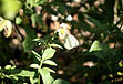 photo of a great white southern butterfly