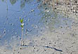 photo of fiddler crabs on the move!