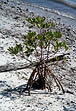 photo of a red mangrove