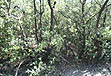 photo of the black mangrove