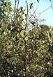 photo of buttonwood leaves