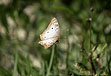 photo of white and brown butterfly