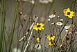 photo of yellow and white flowers