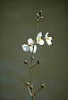 photo of white flowesr