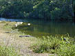 photo of alligators on water's edge