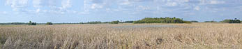 panoramic of tree islands and sawgrass