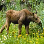 Moose calf in meadow.