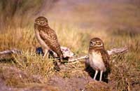 Burrowing Owls