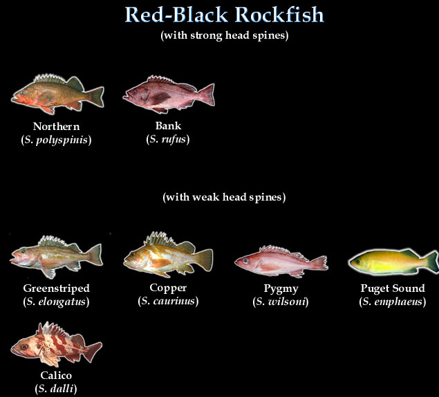 rockfish_redblack.jpg (65513 bytes)