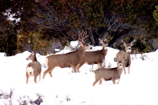 Photograph:  Deer family in the snow.  Taken by Kreig Rasmussen.