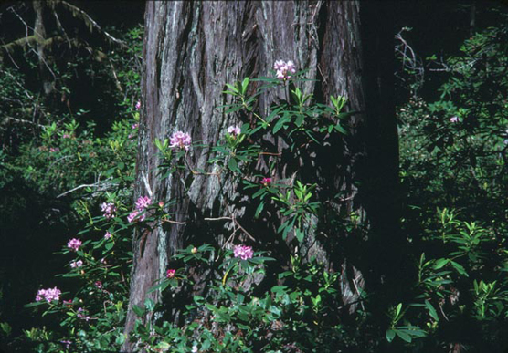 redwoods and rhododendrons