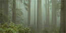 foggy redwood forest