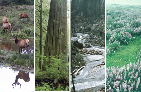elk, redwoods, Bridge Creek, oceanscape