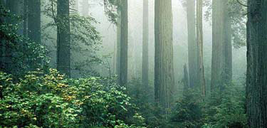 foggy coast redwood forest