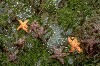 Ochre sea stars