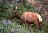 Roosevelt elk - Elk Prairie