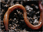 Photograph: big worm s shaped on top of dark rich soil.  Credit: Smithsonian "Dig It: Secrets of Soil" online exhibit.