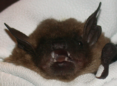 Photograph: Big Brown Bat.  Photo taken by Dennis Krusac, USFS, R8