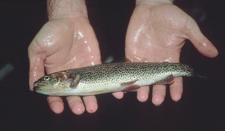 picture of cutthroat trout