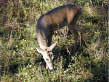 photo of deer eating