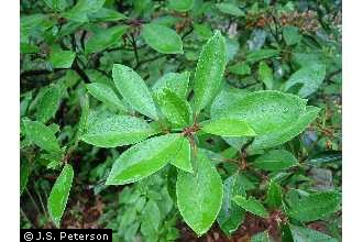Photo of Kalmia latifolia L.